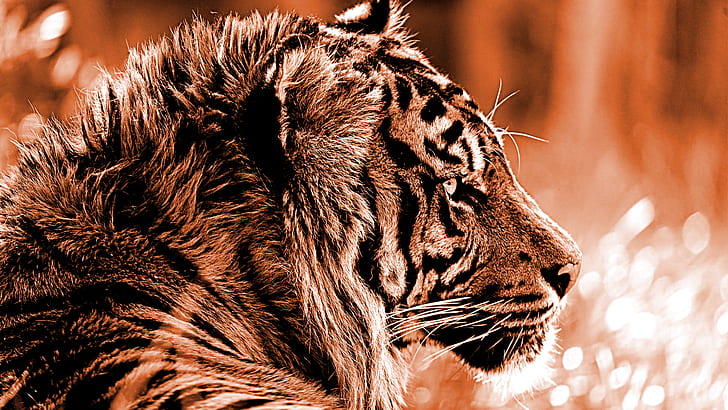虎、野生動物、動物、 HDデスクトップの壁紙