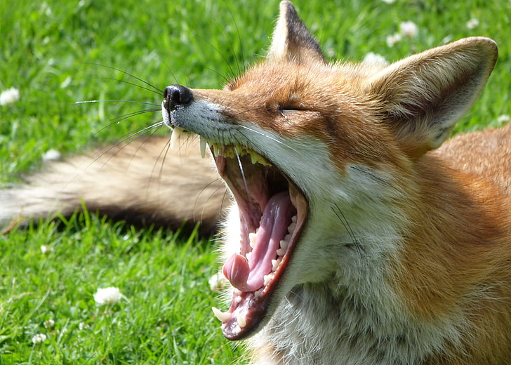 red fox, greens, grass, lawn, mouth, Fox, yawns, HD wallpaper