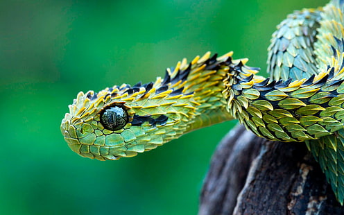 природа змея макро куст гадюки, HD обои HD wallpaper