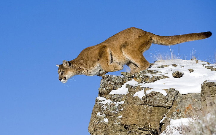 adult brown Lynxes, puma, jump, height, snow, HD wallpaper