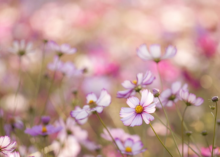 бяло и розово листенце цвете, поле, макро, цветя, венчелистчета, размазване, розово, бяло, Kosmeya, HD тапет