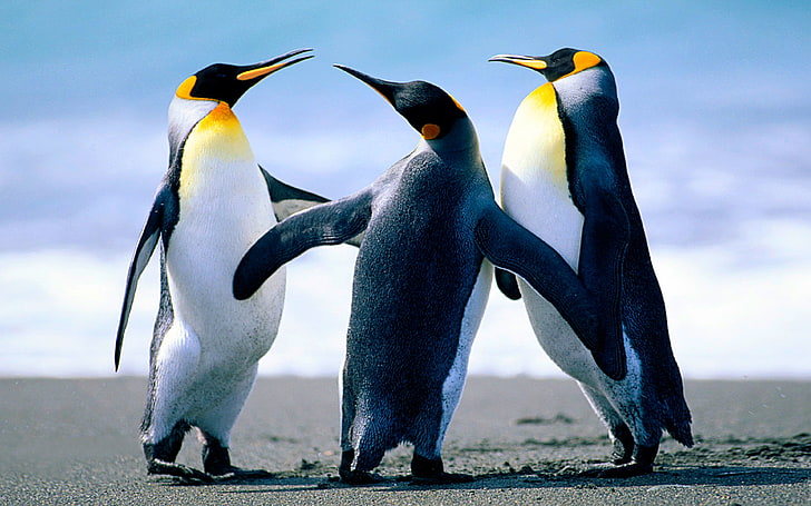 Императорски пингвини, слънчеви бани на пясъчния плаж Тапети за десктоп Hd 3840 × 2400, HD тапет