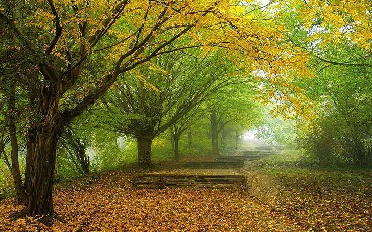 yellow leaf tree wallpaper, nature, landscape, mist, morning, trees, fall, leaves, park, yellow, green, path, walkway, HD wallpaper