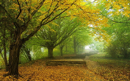 sarı yapraklı ağaç duvar kağıdı, doğa, manzara, sis, sabah, ağaçlar, sonbahar, yapraklar, park, sarı, yeşil, yol, geçit, HD masaüstü duvar kağıdı HD wallpaper