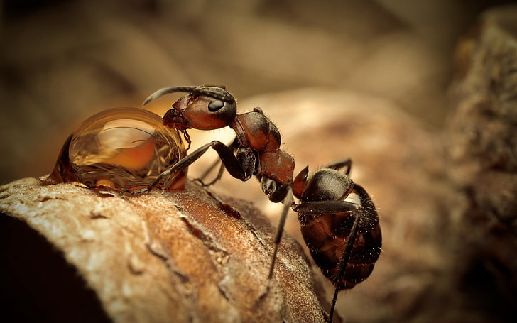 gros plan photographie de fourmi, fourmi, insecte, résine, bois, Fond d'écran HD