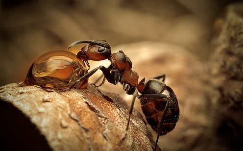 close up photography of ant, ant, insect, resin, wood, HD wallpaper HD wallpaper