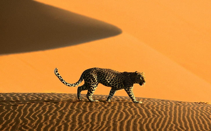 Namíbia, areia, duna, leopardo, animais, leopardo (animal), deserto, HD papel de parede