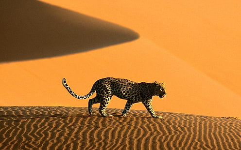 Намибия, песок, дюна, леопард, животные, леопард (животное), пустыня, HD обои HD wallpaper