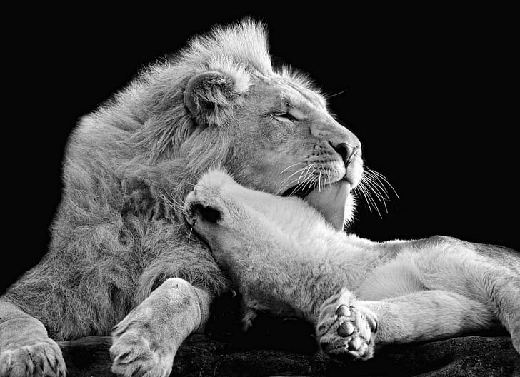 kärlek, lejon, svartvitt, tillgivenhet, vilda katter, lejon, lejoninna, svartvitt, HD tapet
