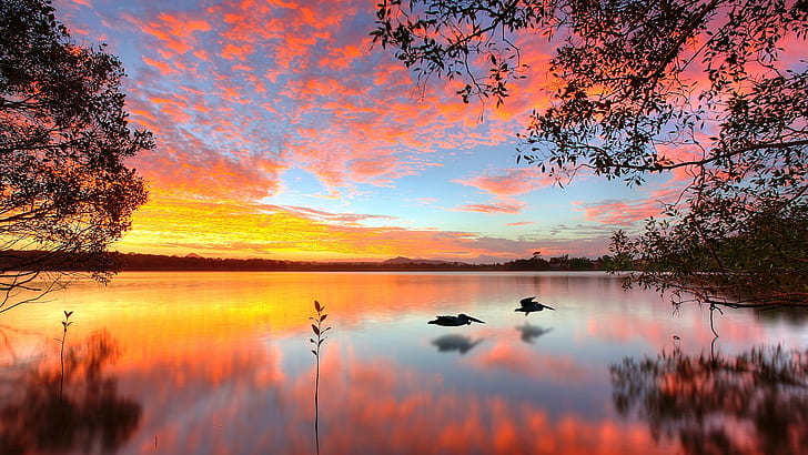 pelikan, alam, danau, Wallpaper HD