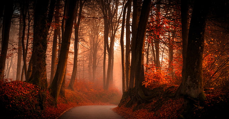 forêt rouge pourpre, forêt, automne, sentier, HD, 5K, Fond d'écran HD