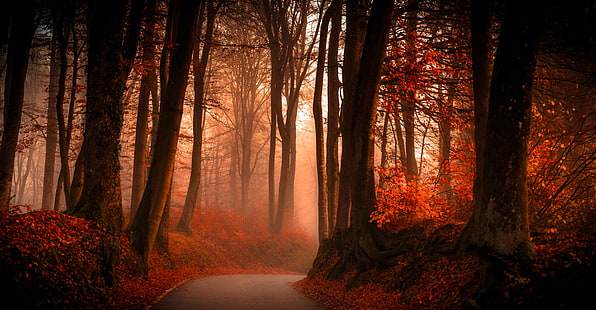 foresta rossa cremisi, foresta, autunno, via, HD, 5K, Sfondo HD HD wallpaper