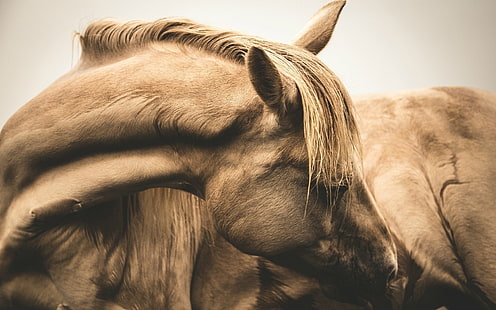 brown horse, horse, sepia, HD wallpaper HD wallpaper