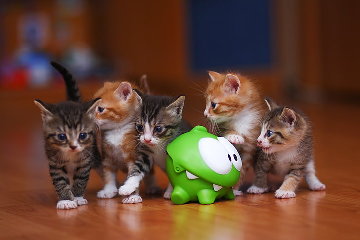five assorted-color kittens, om nom, kittens, toy, HD wallpaper
