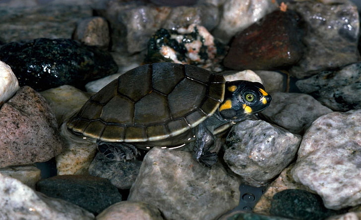 black and beige sea turtle, turtle, rocks, water, HD wallpaper