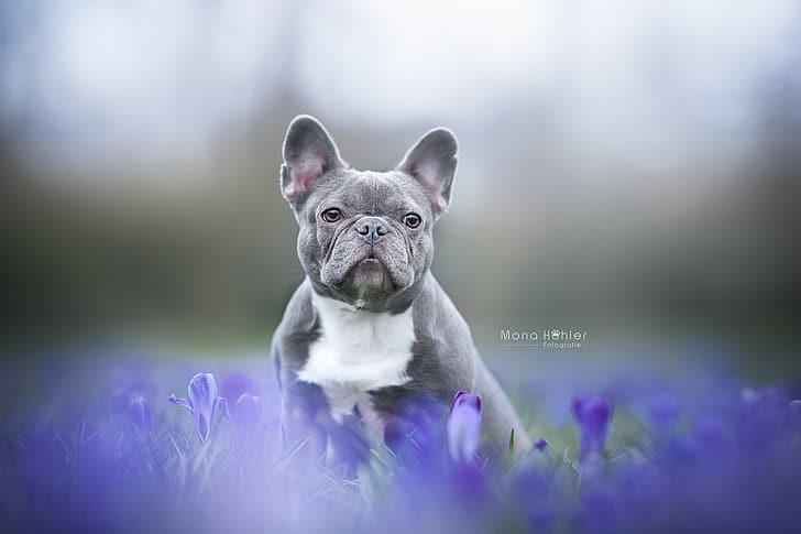 sguardo, fiori, sfondo, cane, faccia, cagnolino, bulldog francese, Sfondo HD