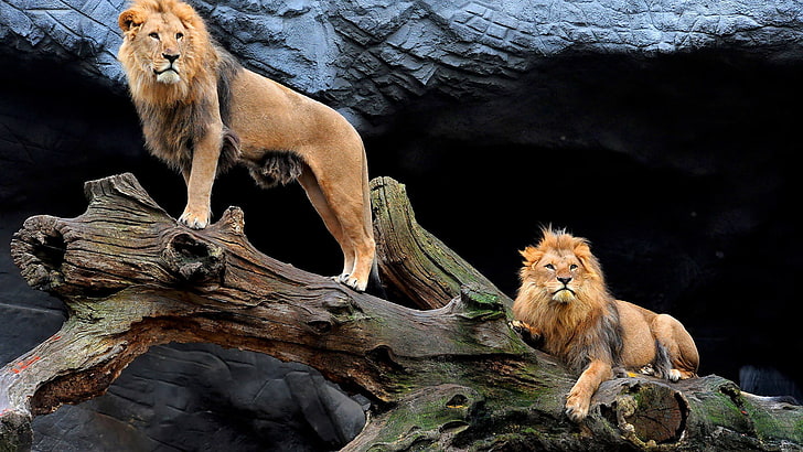 leone, gatto grande, felino, predatore, animale, carnivoro, gatto, natura, mammifero, selvaggio, africa, pelliccia, safari, africano, criniera, animali, maschio, leo, peloso, ritratto, pericoloso, parco, riserva, re, bestia, Sfondo HD