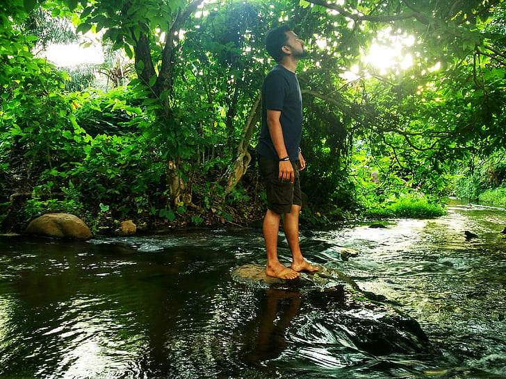 зелено, индийска джунгла, Керала, HD тапет