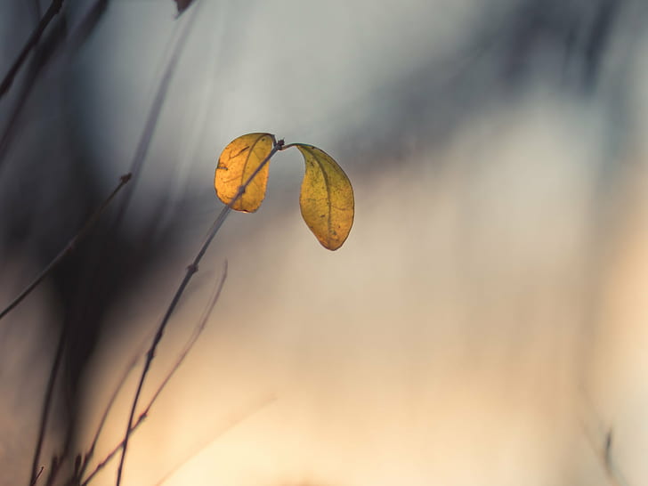 shallow focus photography of yellow leaves, In the evening, evening light, shallow focus, photography, yellow, leaves, Park, Samyang, F1.4, nature, plant, available light, MFT, M43, Lumix, Panasonic, Micro 4/3, Peach, manual focus, leaf, golden, dof, bokeh, HD wallpaper
