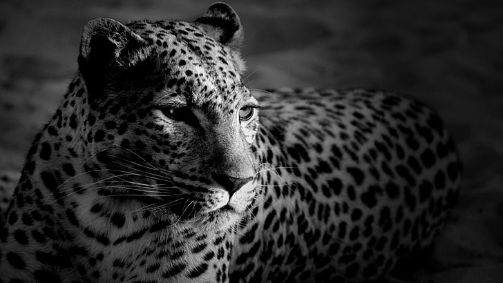 leopardo, monocromo, gato grande, blanco y negro, fotografía, Fondo de pantalla HD