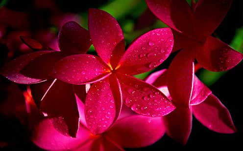 زهور بلوميريا حمراء عالية الدقة ، زهور ، حمراء ، بلوميريا، خلفية HD HD wallpaper