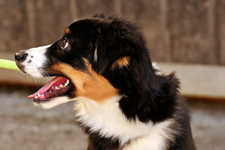 Perros, Bernese Mountain Dog, Fondo de pantalla HD