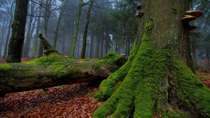 zielony pień drzewa na brązowej powierzchni, las, natura, mech, liście, Tapety HD