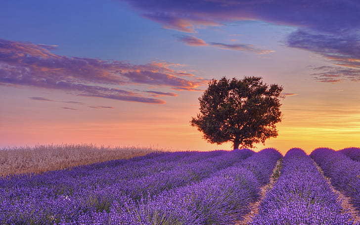 field, the sky, clouds, sunset, tree, France, purple, lavender, Valensole, Alpes-de-Haute-Provence, The Alpes De Haute Provence, HD wallpaper