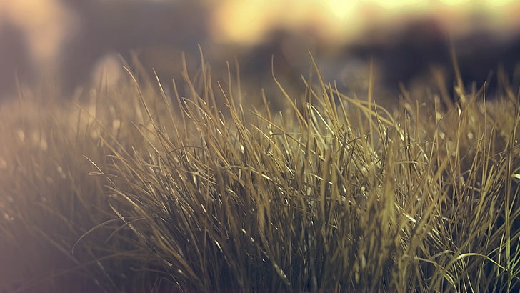 поле зеленой травы, фотография, природа, растения, глубина резкости, HD обои