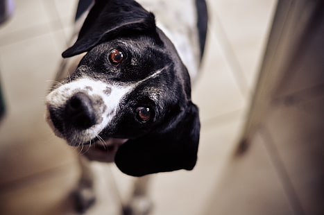 cão preto e branco de pêlo curto, animais, cachorro, HD papel de parede HD wallpaper