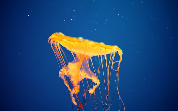 Jellyfish Invasion, marine, aquarium, animals, jellyfish, HD wallpaper