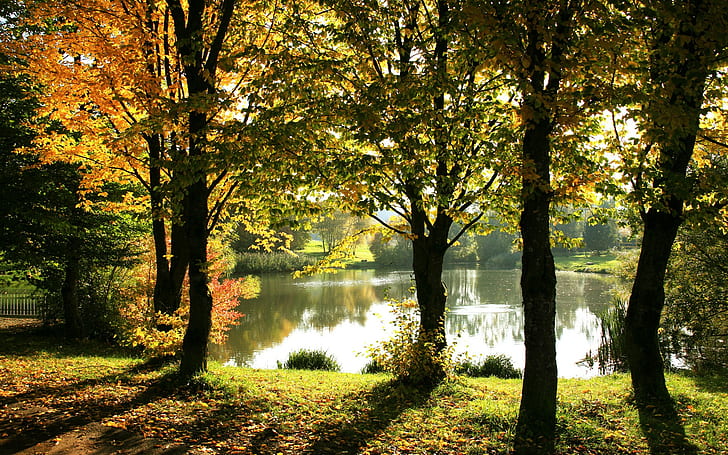 natur, see, bäume, wasser, fall, HD-Hintergrundbild