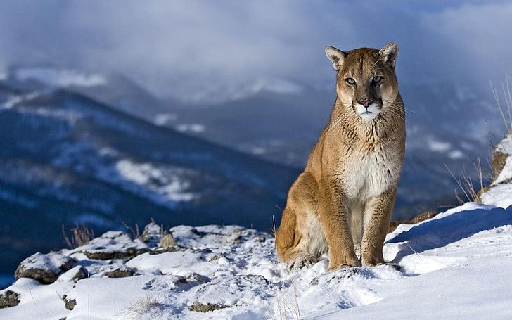 brown puma, cougar, snow, mountain, sit, pretty, HD wallpaper