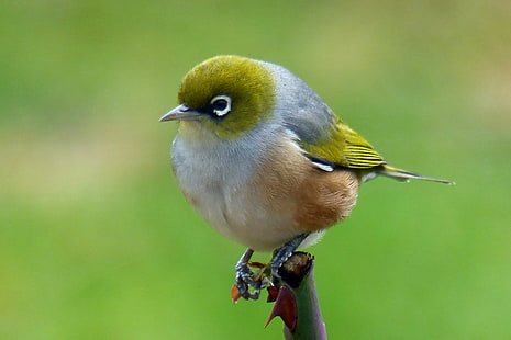 zdjęcie małego zielonego ptaka, silvereye, silvereye, Silvereye, Waxeye, NZ, zdjęcie, zielony ptak, domena publiczna, zdjęcia, ptak, zwierzę, natura, dzika przyroda, dziób, jedno zwierzę, sikorka, pióro, obserwacja ptaków, zbliżenie, Tapety HD HD wallpaper