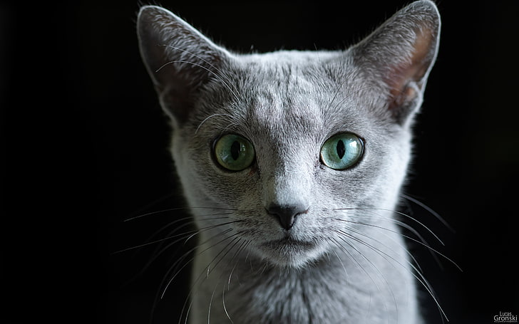 عيون القط ، القط ، الظلام ، الأزرق الروسي ، آذان الحيوانات ، آذان القط ، الحيوانات ، عيون الحيوانات، خلفية HD