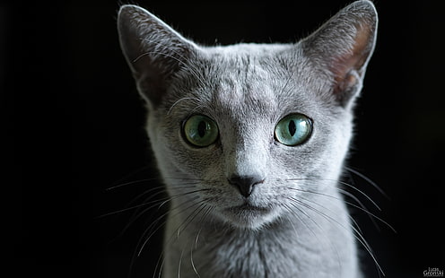 kedi gözleri, kedi, karanlık, rus mavi, hayvan kulakları, kedi kulakları, hayvanlar, hayvan gözleri, HD masaüstü duvar kağıdı HD wallpaper