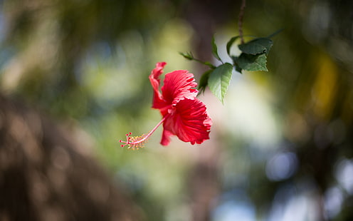 fiore di ibisco rosa, natura, macro, fiori, bokeh, sfocato, ibisco, Sfondo HD HD wallpaper