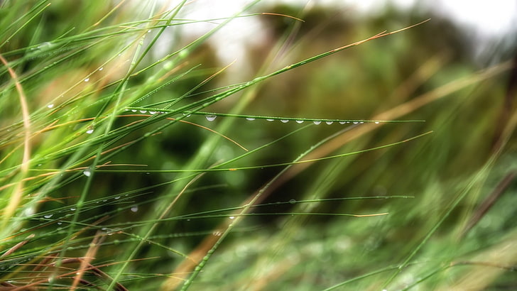 foto selektif fokus rumput hijau, rumput, tumbuhan, tanaman, Wallpaper HD