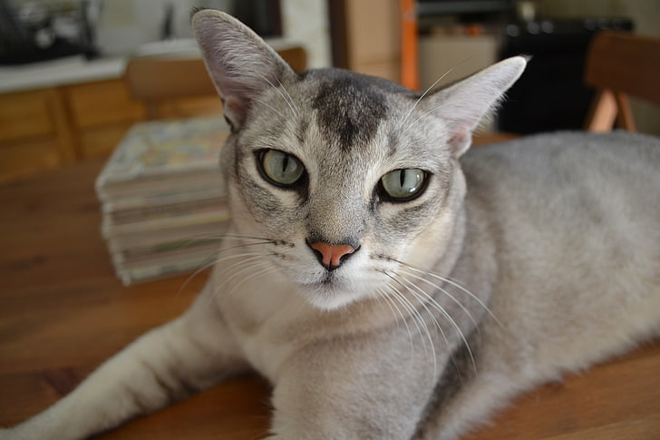 قط رمادي قصير الفراء ، بورميلا ، قطة ، عيون ، لون ، سلالة، خلفية HD