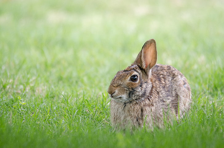 gray rabbit, rabbit, hare, grass, hiding, HD wallpaper