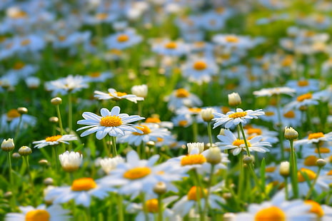 Летни цветя поляна, поле маргаритка, цветя, природа, лято, поляна, маргаритки, HD тапет HD wallpaper