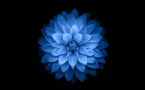 manzana, azul, loto, iphone6, plus, ios8, flor, Fondo de pantalla HD HD wallpaper