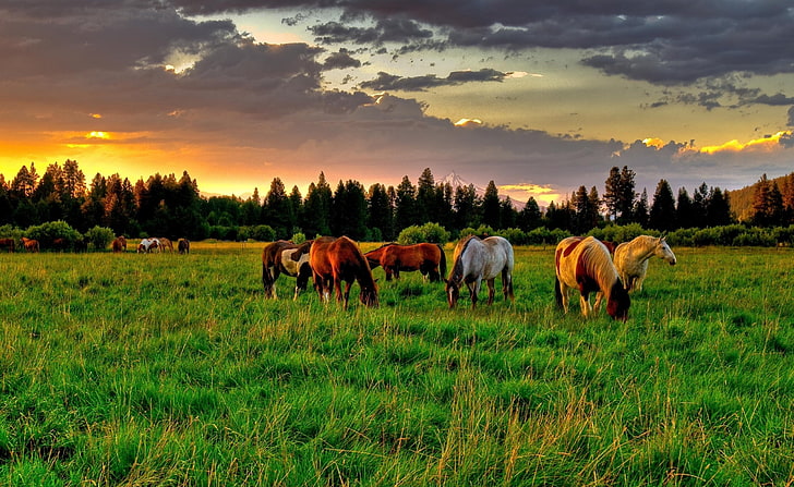 Horses Grazing In A Field, group of horse, Animals, Horses, grazing, field, HD wallpaper