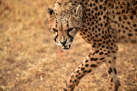 zdjęcie z bliska geparda, afryki, afryki, De Wildt Cheetah and Wildlife Centre, North West, RPA, zbliżenie, zdjęcie, rehabilitacja, Afryka, turystyka, gepard, afryka, dzika przyroda, zwierzęta z safari, dzikie zwierzęta, nieudomowiony kot, sawanna zwierzę, natura, afrykański gepard, Afryka wschodnia, Kenia, Rezerwat Narodowy Masai Mara, ssak, koci, obszar pustyni, mięsożerne, safari, Tanzania, rezerwat dzikich zwierząt, cętkowany, zagrożone gatunki, Tapety HD HD wallpaper