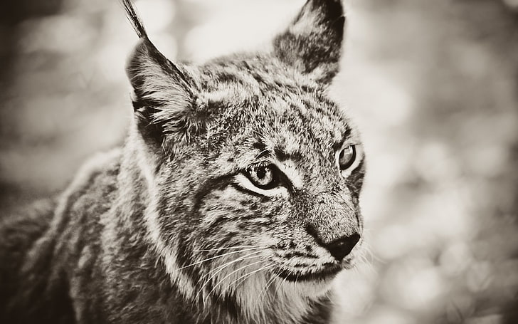 lynx, animals, sepia, big cats, cat, closeup, nature, wildlife, wild cat, HD wallpaper