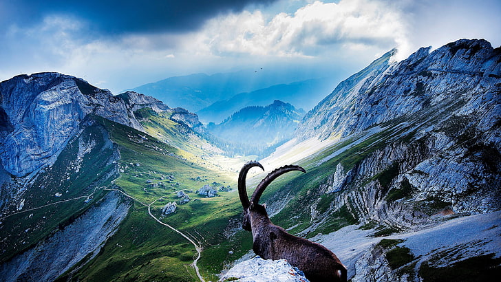 коза, планинска коза, дива природа, дива коза, планина Пилатус, люцерна, Швейцария, Пилатус, дърво, пейзаж, планински форми на релефа, хребет, облак, скала, планинска природа, планинска верига, пустиня, небе, планина, природа, HD тапет