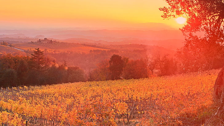 Kebun Anggur Sunset Siena Tuscany Italy, matahari terbenam, Italia, Tuscany, Vineyard, Siena, Wallpaper HD