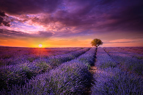 fleurs pétales violettes, champ, soleil, coucher de soleil, fleurs, arbre, France, lavande, lilas, Provence, Fond d'écran HD HD wallpaper
