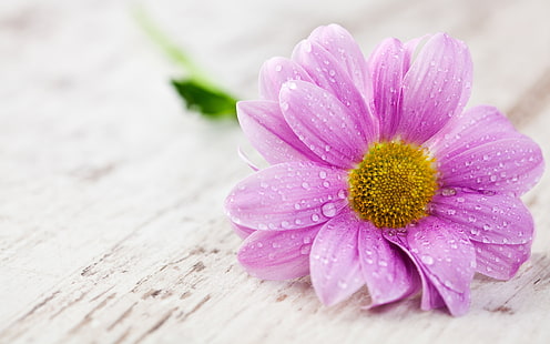 Una flor rosa pétalos con gotas de agua fotografía macro, rosa, flor, pétalos, agua, gotas, macro, fotografía, Fondo de pantalla HD HD wallpaper