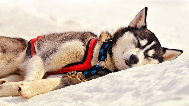 大人の白と灰色のシベリアンハスキー、シベリアンハスキー、睡眠、犬、雪、冬、睡眠、 HDデスクトップの壁紙